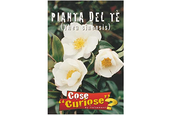 Camelia Bianca semi amazon