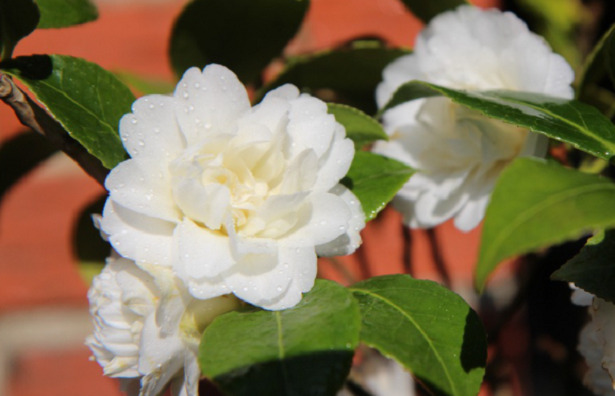 Camelia Bianca