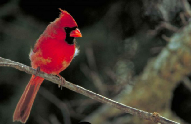 cardinale rosso con cresta cardinale rosso con cresta