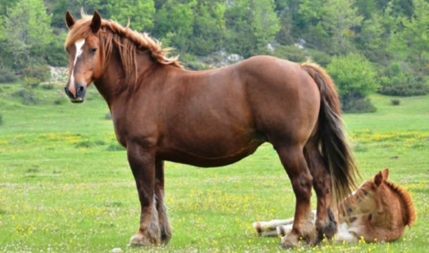 Cavallo agricolo italiano da tiro pesante rapido con puledro