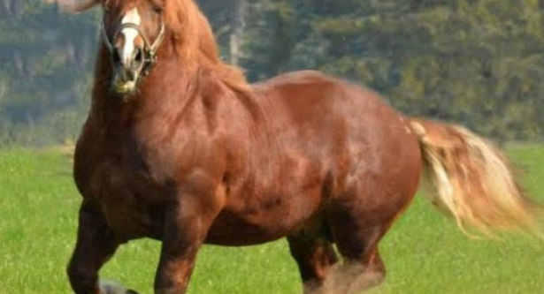 Cavallo agricolo italiano da tiro pesante rapido Cavallo agricolo italiano da tiro pesante rapido