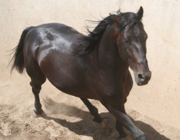 Cavallo Anglo-arabo spagnolo corsa