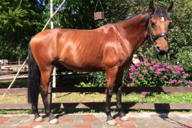 Cavallo Anglo-arabo spagnolo Cavallo Anglo-arabo spagnolo