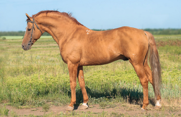 cavallo del Don cavallo del Don