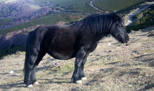 Cavallo iberico asturcon