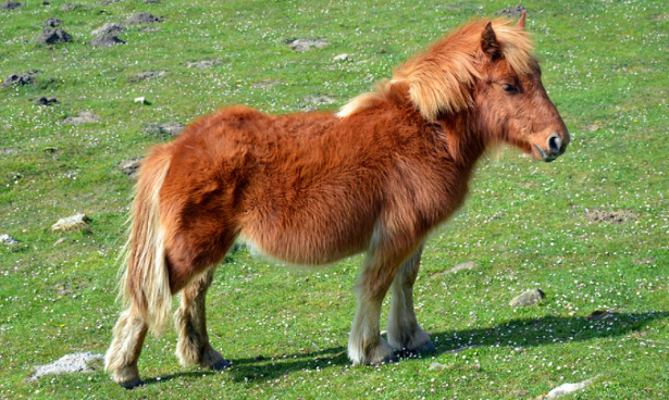 Cavallo iberico pottok