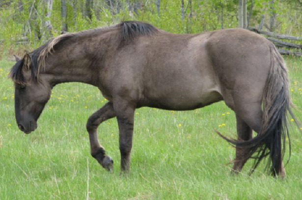 Cavallo iberico sorraia