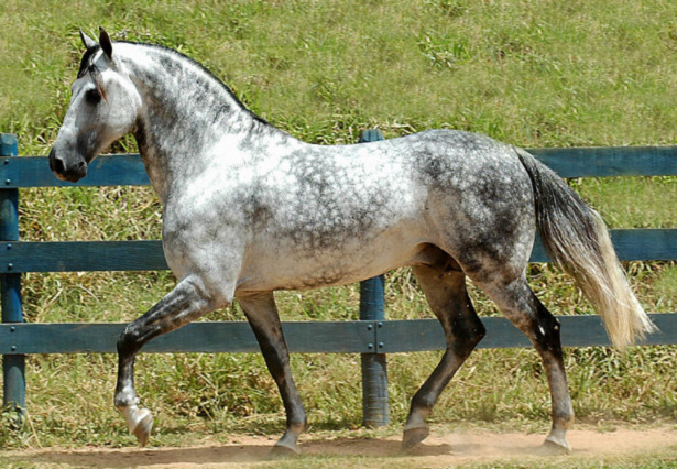 Cavallo Mangalarga marchador Cavallo Mangalarga marchador