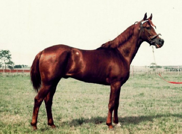 Cavallo Mangalarga paulista