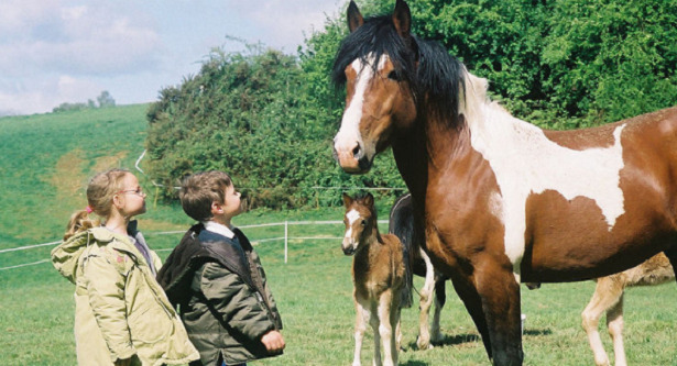 Cavallo Pottok bambini