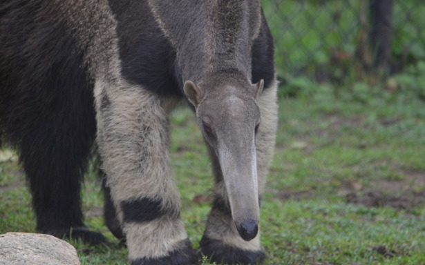 Formichiere in Italia