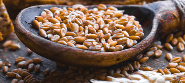 grani antichi farro monococco