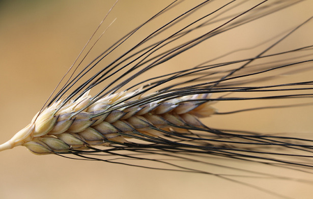grani tradizionali senatore cappelli