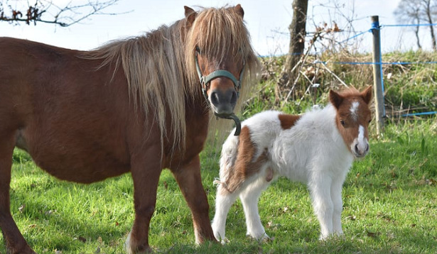 il cavallo più piccolo del mondo