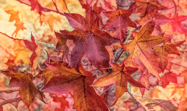 Liquidambar albero ambra