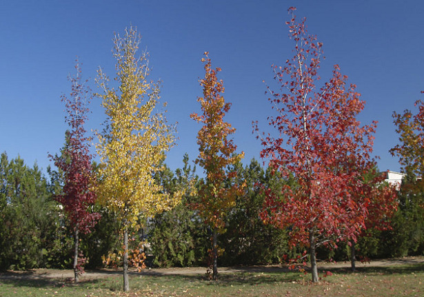 Liquidambar albero