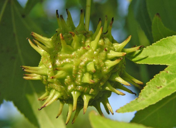 Liquidambar frutto