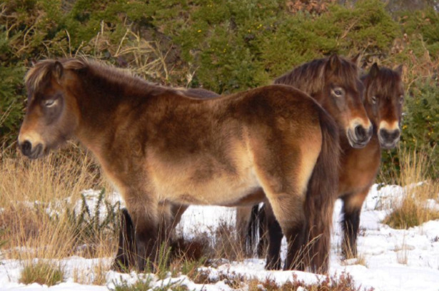 pony exmoor gruppo
