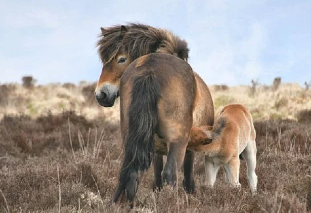 pony exmoor
