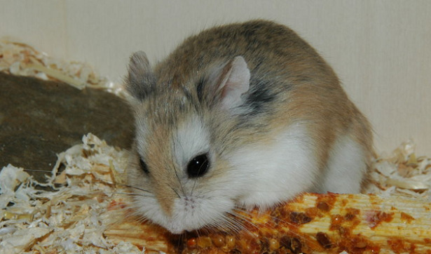 Razza criceto roborovskii