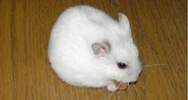 Razza criceto siberiano