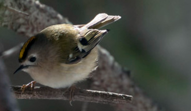 regolo con cresta regolo con cresta