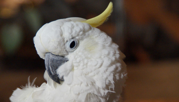 uccello con cresta bianca uccello con cresta bianca