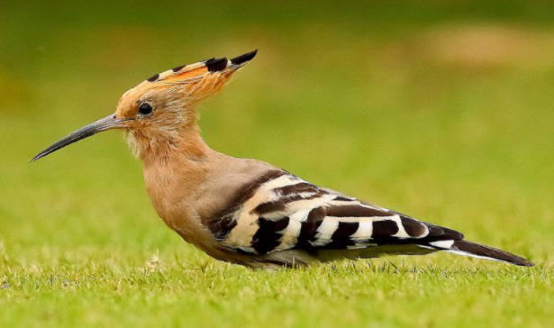 Uccello upupa Uccello upupa