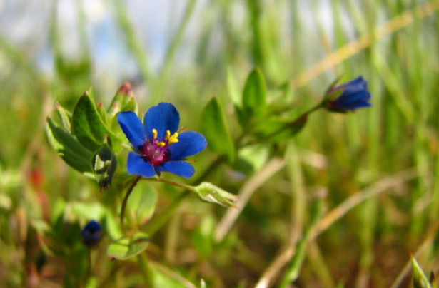 anagallide fiore blu