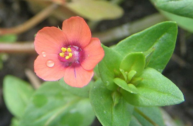 anagallide fiore rosso anagallide fiore rosso