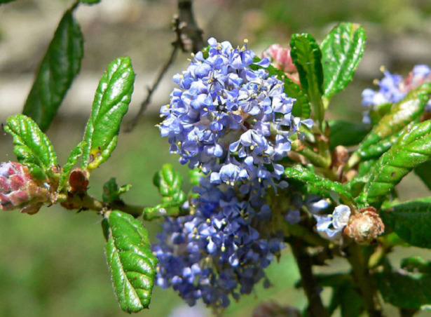 Ceanothus fiore