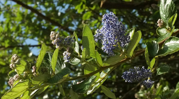Ceanothus pianta