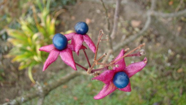 Clerodendrum bacca