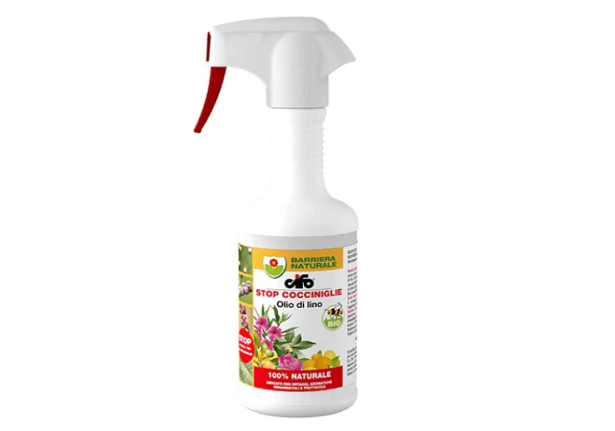 Clerodendrum insetticida