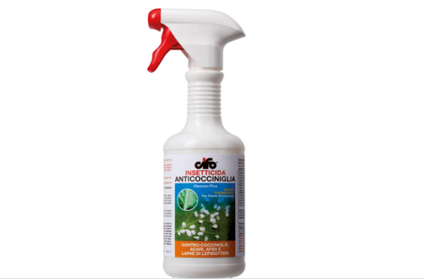 Euonymus cocciniglia