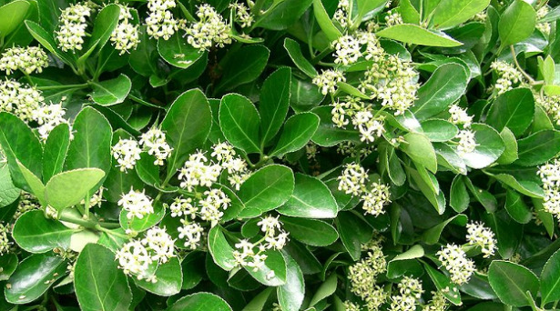 Euonymus fiori