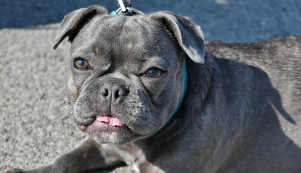 Ghiandole perianali del cane