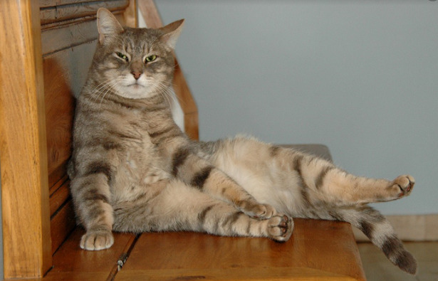 Ghiandole perianali del gatto