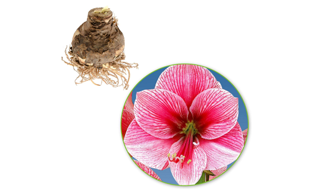 Hippeastrum malattie