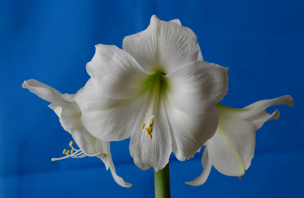 Hippeastrum bianco