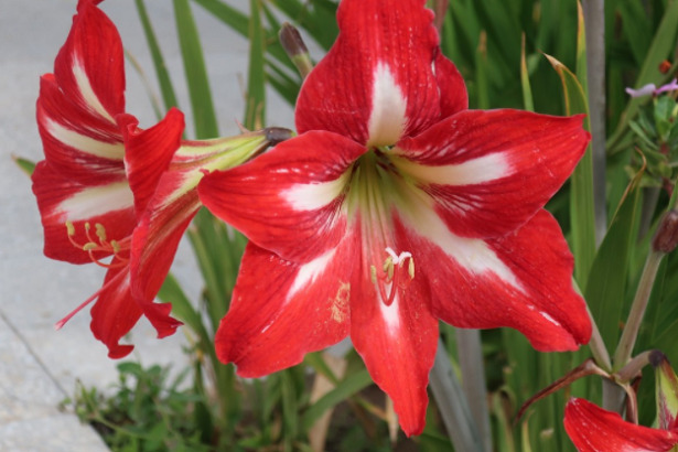 Hippeastrum rosso