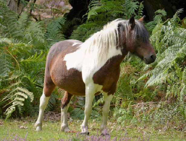 New Forest pony macchie