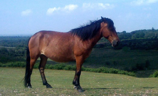 New Forest pony New Forest pony