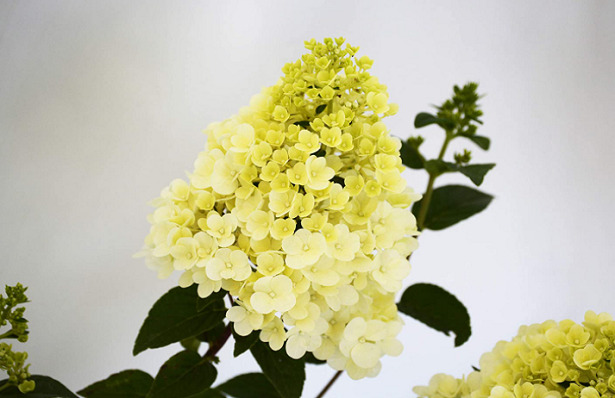 Ortensia paniculata fiore