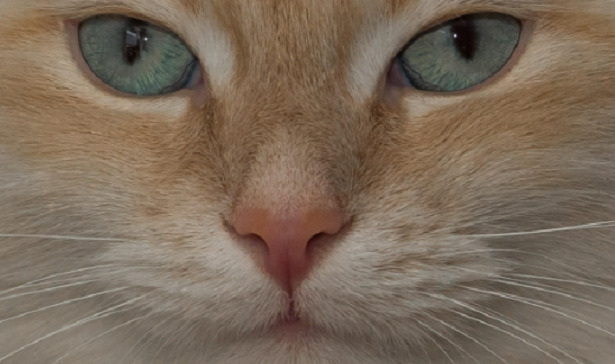 baffi del gatto vibrisse