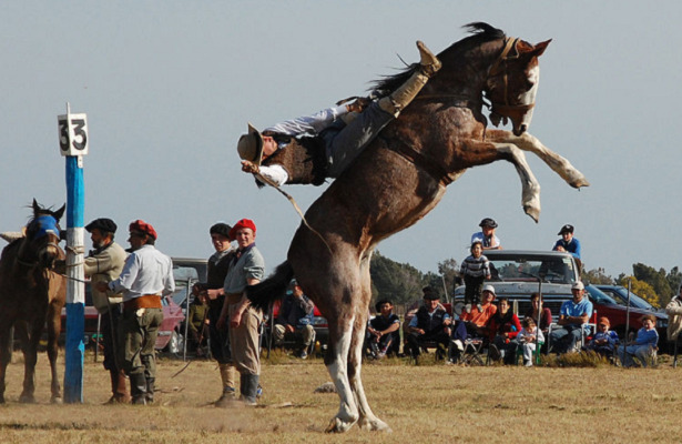 Cavallo Criollo gare
