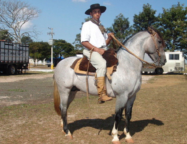 Cavallo Criollo Cavallo Criollo