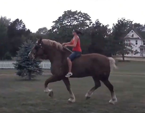 Cavallo più grande del mondo Jake