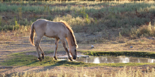 Cavallo Sorraia paesaggio
