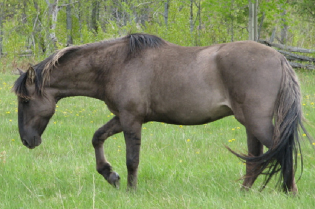 Cavallo Sorraia Cavallo Sorraia